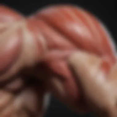 Arm Muscle Anatomy A detailed illustration of arm muscle anatomy