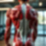 Illustration of back muscle anatomy