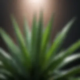 Soothing properties of aloe vera