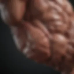 Detailed anatomical diagram highlighting the biceps muscles and their connections