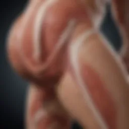 A diagram illustrating thigh muscle anatomy with highlighted areas prone to cramps