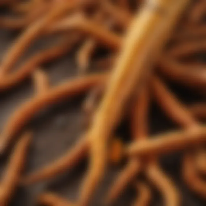 Illustration of turmeric root with vibrant colors and textures