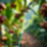 A serene coffee bean plantation illustrating the origins of coffee