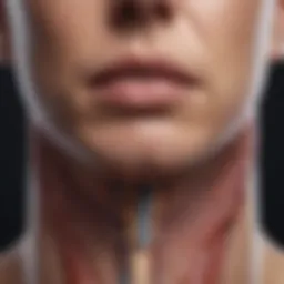 Thyroid gland anatomy illustration