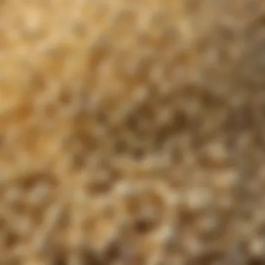 Variety of Popcorn Flavors and Types Variety of popcorn flavors and types