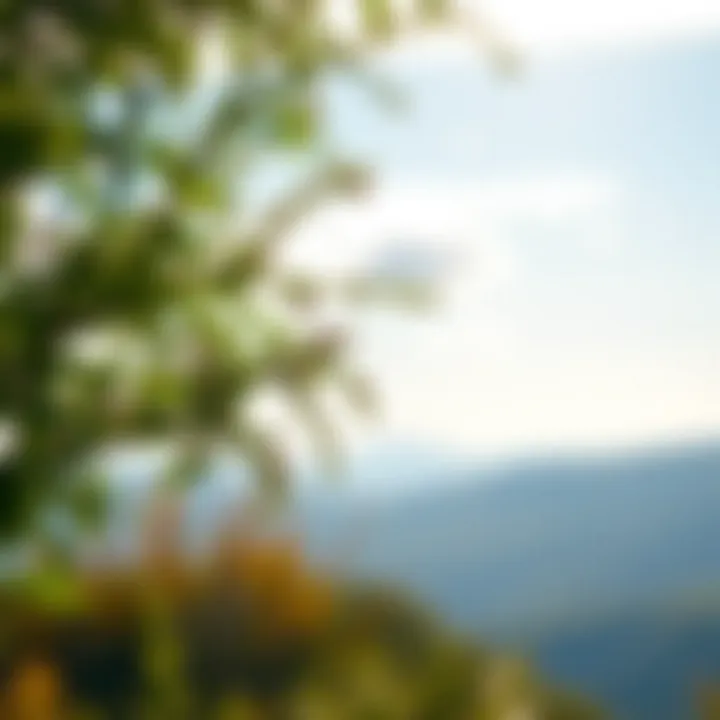 A serene landscape illustrating mental clarity and peace.