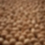 Detailed illustration of the carbohydrate composition in peanuts