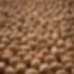Detailed illustration of the carbohydrate composition in peanuts
