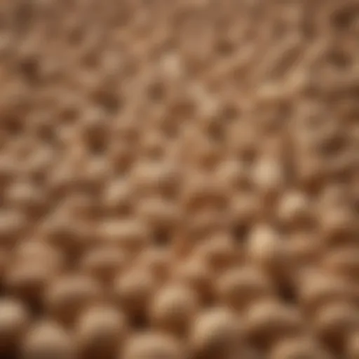 Detailed illustration of the carbohydrate composition in peanuts