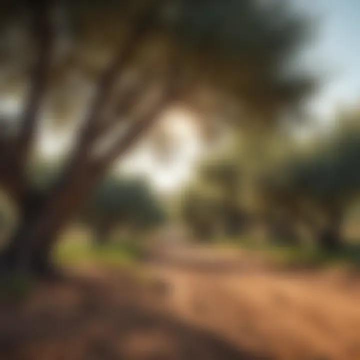 A picturesque view of a Mediterranean landscape with olive trees