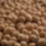 Nutritional breakdown of peanuts highlighting sugar content