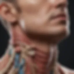 Illustration of neck anatomy highlighting key structures