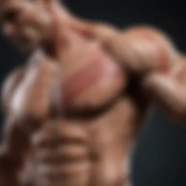 Muscle Anatomy in Compound Lifts Visual representation of muscle anatomy during compound lifts