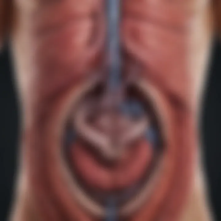 Diagram illustrating the digestive system highlighting the pancreas