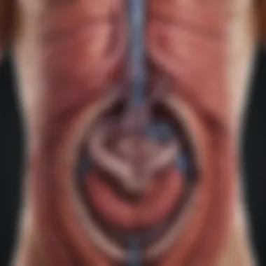 Digestive System with Pancreas Highlighted Diagram illustrating the digestive system highlighting the pancreas