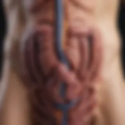 Illustration depicting the anatomy of the pancreas