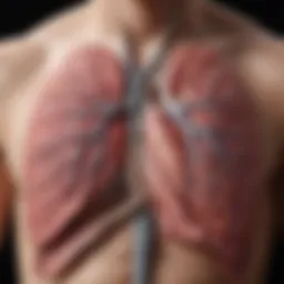 An illustration showing the anatomy of the lungs highlighting areas affected by phlegm accumulation.