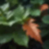 Close-up view of poison ivy leaves showcasing their distinctive shape and color