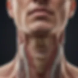 Thyroid gland illustration showcasing its location and function